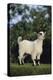 Pygmy Goat-DLILLC-Premier Image Canvas