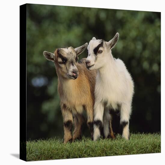 Pygmy Goats-DLILLC-Premier Image Canvas