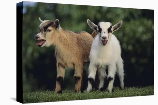 Pygmy Goats-DLILLC-Premier Image Canvas