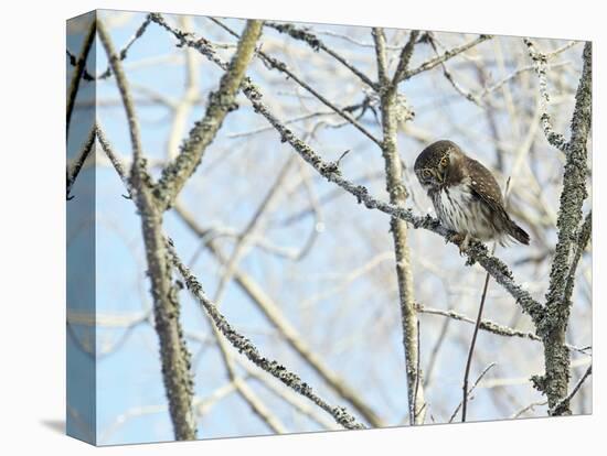 Pygmy owl perched in lichen covered tree, Helsinki, Finland-Markus Varesvuo-Premier Image Canvas