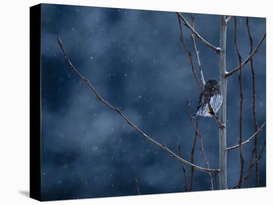 Pygmy Owl-Steven Gnam-Premier Image Canvas