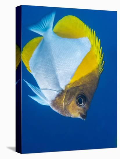 Pyramid Butterflyfish (Hemiaurichthys Polylepis), Queensland, Australia, Pacific-Louise Murray-Premier Image Canvas