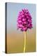 Pyramidal Orchid, Peak District National Park, UK-Alex Hyde-Premier Image Canvas