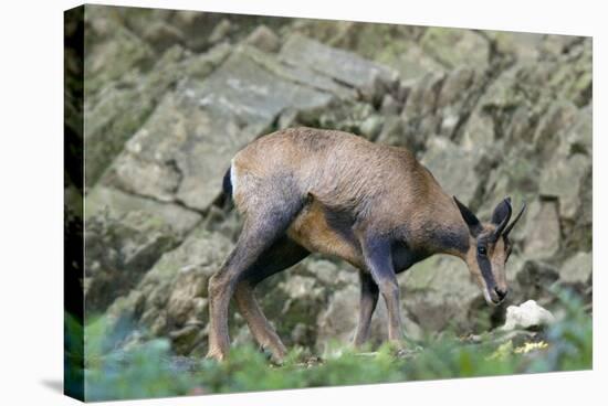 Pyrenean Chamois-Bob Gibbons-Premier Image Canvas