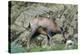 Pyrenean Chamois-Bob Gibbons-Premier Image Canvas