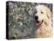 Pyrenean Mountain Dog Portrait-Adriano Bacchella-Premier Image Canvas