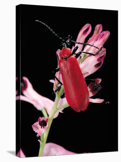 Pyrochroa Serraticornis (Scarlet Lily Beetle)-Paul Starosta-Premier Image Canvas