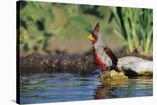 Pyrrhuloxia Male at Water, Starr, Tx-Richard and Susan Day-Premier Image Canvas