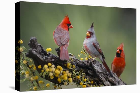 Pyrrhuloxia with northern cardinals.-Larry Ditto-Premier Image Canvas