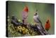 Pyrrhuloxia with northern cardinals.-Larry Ditto-Premier Image Canvas