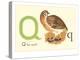 Q is for Quail-null-Stretched Canvas