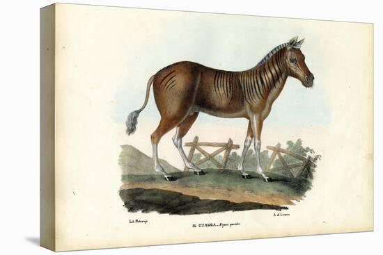 Quagga, 1863-79-Raimundo Petraroja-Premier Image Canvas