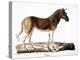 Quagga (Equus Quagga)-null-Premier Image Canvas
