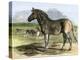 Quagga in the London Zoo, Now Extinct, 1850s-null-Premier Image Canvas