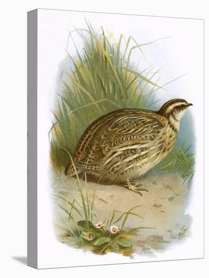 Quail-English-Premier Image Canvas