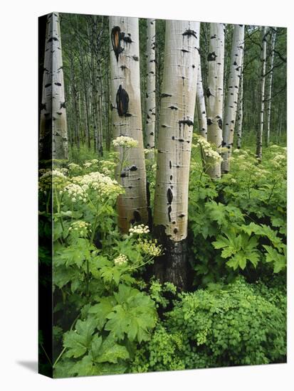 Quaking Aspen and Cow Parsnip, White River National Forest, Colorado, USA-Adam Jones-Premier Image Canvas