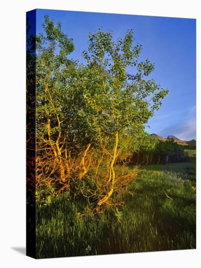 Quaking Aspen Grove Along the Rocky Mountain Front in Waterton Lakes National Park, Alberta, Canada-Chuck Haney-Premier Image Canvas