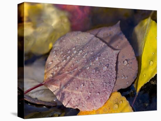 Quaking Aspen Leaves, South Ponil Creek, Baldy Mountain, Rocky Mountains, New Mexico, USA-Maresa Pryor-Premier Image Canvas