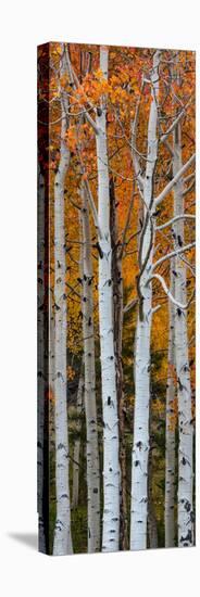 Quaking Aspen (Populus Tremuloides) Trees, Boulder Mountain, Dixie National Forest, Utah, USA-null-Premier Image Canvas