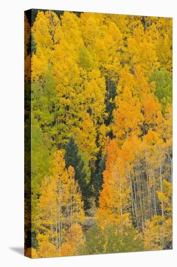 Quaking Aspens in a Fall Glow, Bald Mountain, New Mexico, USA-Maresa Pryor-Premier Image Canvas