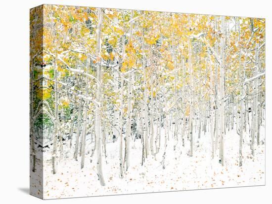 Quaking Aspens-Shelley Lake-Stretched Canvas