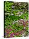 Quarry Garden, Wilmington, Delaware, USA, Deleware-Jay O'brien-Premier Image Canvas