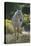 Quarter Horse Trotting on Trail-DLILLC-Premier Image Canvas