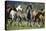 Quarter Horses Running-DLILLC-Premier Image Canvas