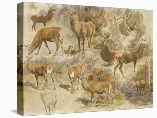 Quatorze études de cerfs-Rosa Bonheur-Premier Image Canvas