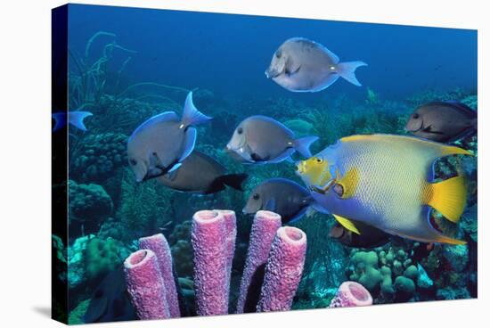 Queen Angelfish And Blue Tangs-Georgette Douwma-Premier Image Canvas