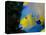 Queen Angelfish (Holacanthus Ciliaris)-Stephen Frink-Premier Image Canvas