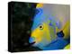 Queen Angelfish (Holacanthus Ciliaris)-Stephen Frink-Premier Image Canvas