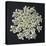 Queen Anne's Lace I-Jim Christensen-Premier Image Canvas