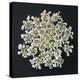 Queen Anne's Lace I-Jim Christensen-Premier Image Canvas