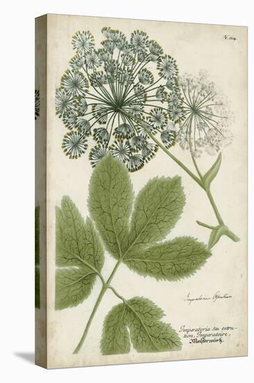 Queen Anne's Lace-Weinmann-Stretched Canvas