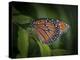 Queen butterfly, Danaus gilippus, Florida-Maresa Pryor-Premier Image Canvas