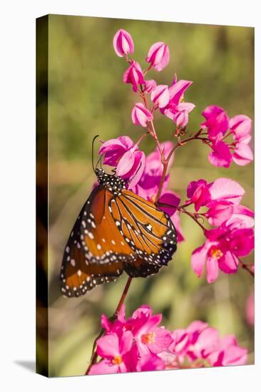 Queen Butterfly (Danaus Gilippus) on Queen's Wreath (Antigonon Leptopus)-Michael Nolan-Premier Image Canvas