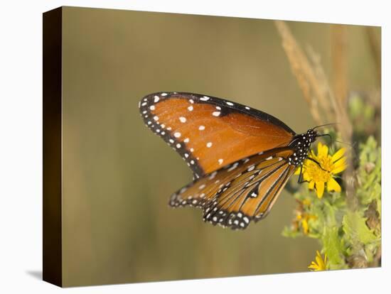 Queen butterfly getting nectar from flower, Danaus gilippus, Welder Flats, Texas-Maresa Pryor-Premier Image Canvas