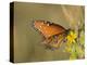 Queen butterfly getting nectar from flower, Danaus gilippus, Welder Flats, Texas-Maresa Pryor-Premier Image Canvas