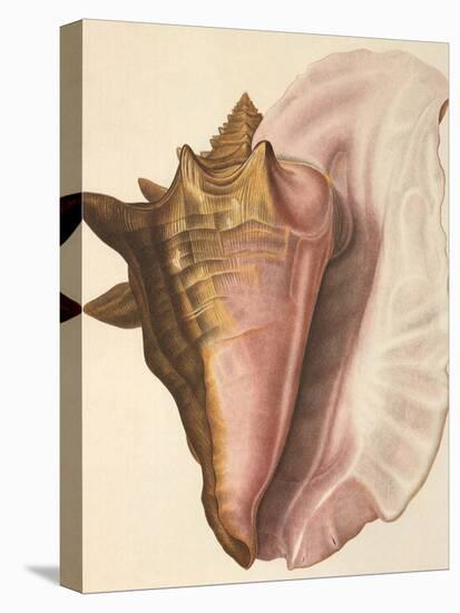 Queen Conch Shell, 1853-null-Premier Image Canvas