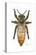 Queen Honey Bee-Tim Knepp-Premier Image Canvas