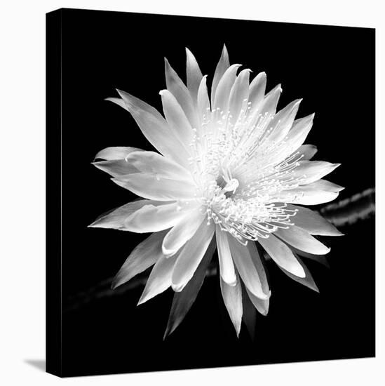 Queen of the Night BW II-Douglas Taylor-Premier Image Canvas