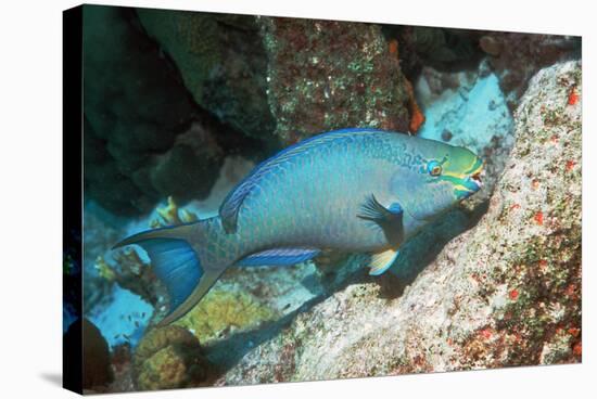 Queen Parrotfish-Georgette Douwma-Premier Image Canvas