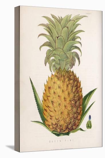 Queen Pineapple-null-Premier Image Canvas