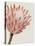 Queen Protea I-Grace Popp-Stretched Canvas