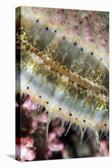 Queen Scallop (Chlamys Opercularis) Close-Up Showing Eyes in a Row, Lofoten, Norway, November-Lundgren-Premier Image Canvas