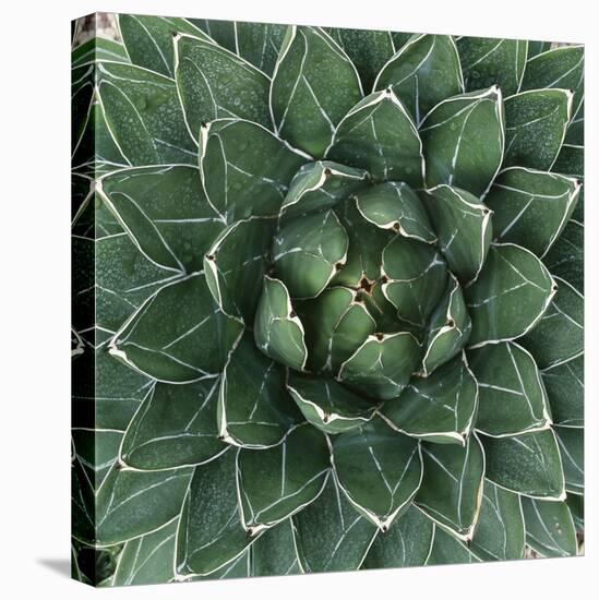 Queen Victoria Century Plant-Micha Pawlitzki-Premier Image Canvas