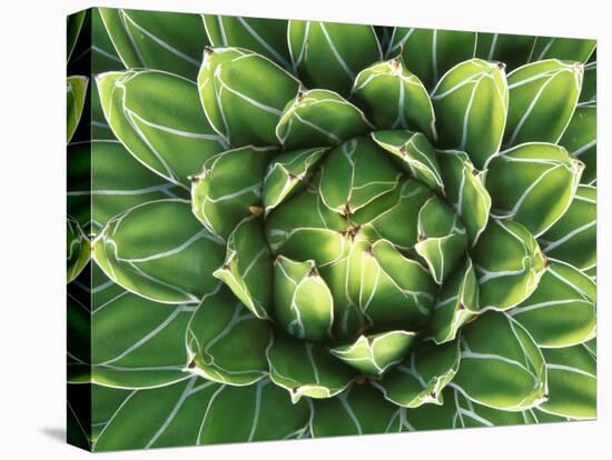 Queen Victoria's Agave, Sonora Desert Museum, Tucson, Arizona, USA-Rob Tilley-Premier Image Canvas