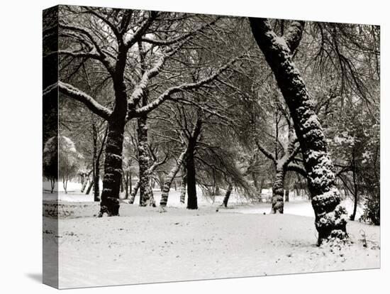 Queens Park Manchester in the Winter-null-Premier Image Canvas