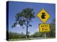 Queensland, Fraser Coast, Maryborough, Koala Crossing Sign on the Bruce Highway, Australia-Walter Bibikow-Premier Image Canvas